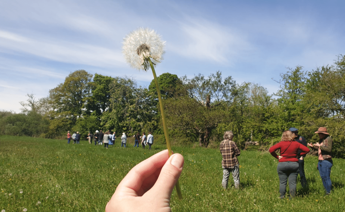 TidyTowns and Biodiversity